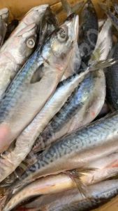 [Hỏa tốc] Cá nục sapa nguyên con thơm béo cho mèo  thức ăn chó mèo  thức ăn thú cưng  pate tươi  cá nục sapa  cá cho mèo  cá nục