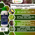 Obat Hama Tanaman Kakao / Obat Semprot Kakao / Obat Fungisida Tanaman Kakao / Obat Buah Kakao / Obat Hama Kakao / Pestisida Tanaman Pohon Kakao. 