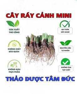 cây ráy voi baby mua 20 tặng 10