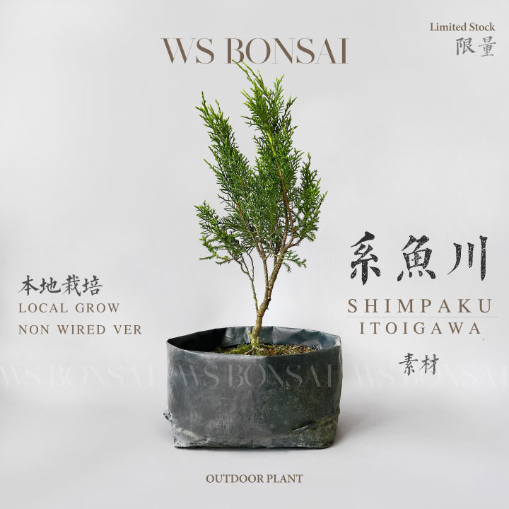 ITOIGAWA SHIMPAKU JUNIPER Bonsai Base 系鱼川日本真柏树苗 - Lazada
