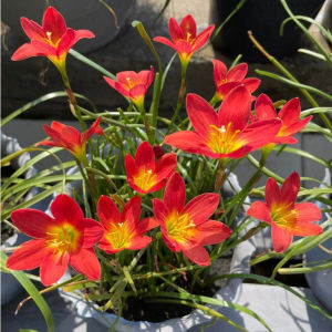 Combo 10 củ hoa huệ mưa màu đỏ -màu chuẩn 100%