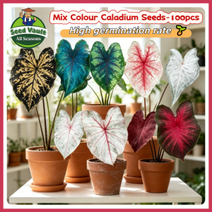 100% Legit Mix Colour 100pcs Bonsai Caladium Seeds for Planting Flower Plant Caladium Flower Seeds for Gardening Balcony Potted Caladium Plants Seeds Real Live Mayana Plants for Sale Rare Caladium Seedlings Easy To Grow Indoor and Outdoor Flower Planting