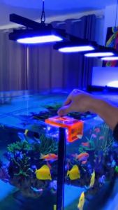 GREATLH COVE Easy Feed Acrylic Square Aquarium Fish Tank Station Fish Feeding Ring for Fake and Floating Foods
