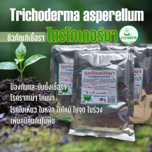 ไตรโคเดอร์มา Trichoderma asperellum ป้องกันและรักษาโรคพืช ชนิดผงเชื้อ(หัวเชื้อ)🍃 ผสมสารจับใบ 100g. โรครากเน่า ใบเหี่ยว ใบจุด