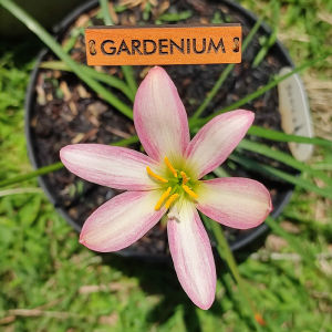 Umbi Bunga Rain Lily Jongkrak - Rainlily Zephyranthes Hybrid