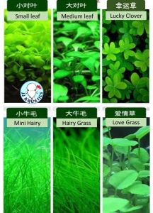 🔥Ready Stock🔥Fish Tank Aquarium Plant Water Grass Seeds Fast grow Benih Rumput Air