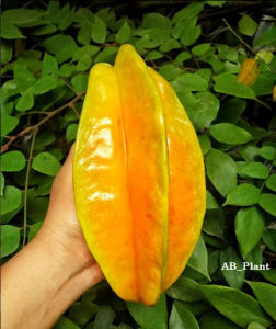Bibit Belimbing Madu Asli Cepat Berbuah Super Jumbo