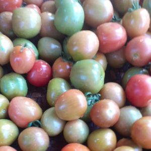 Tomat Segar Baru Panen Berat 1 kilo