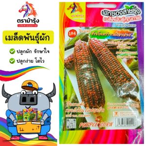ขายปลีก ผักซอง ม้ารุ้ง Z184 ข้าวโพด แบล๊คฮอค *แพ็ค 5ซอง* เมล็ดพันธุ์ ข้าวโพด เมล็ดพันธุ์ลูกผสม เมล็ดพันธุ์ผัก ผักสวนครัว ข้าวโพด ข้าวโพดข้าวเหนียว