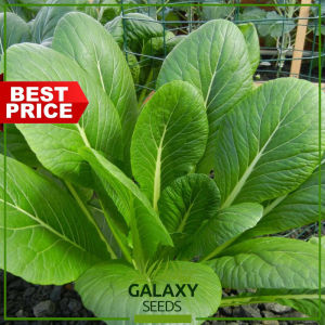 "GalaxySeeds" Mustard Monteverde Seeds for Planting Vegetable Plants (200 Seed) Including fertilizer - Mustasa Plant
