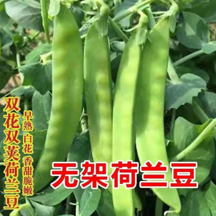Dwarf Dutch Bean Seeds Double Flower Double Pod Soft Pod Vegetable Peas