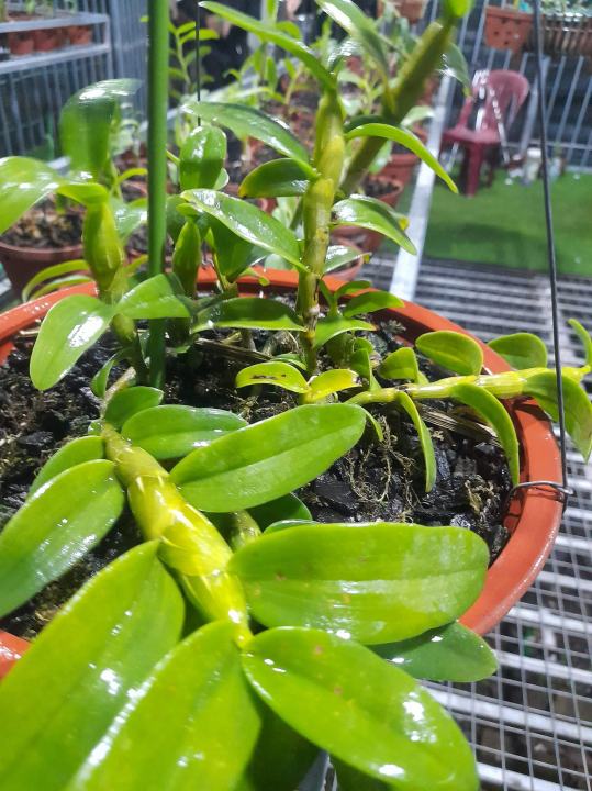 (S%E1%BB%90C%20GI%C3%81%20R%E1%BA%BA)%20Hoa%20lan%20phi%20%C4%91i%E1%BB%87p%20-%205ct%20c%E1%BB%A7%20chi%20CAM%20K%E1%BA%BET%20C%C3%82Y%20%C4%90%E1%BA%B8P%20CHU%E1%BA%A8N%20-%20Image%206