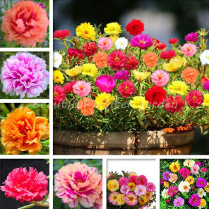 10000 Seeds ไม้ประดับ Moss Rose DOUBLE MIX ต้นไม้มงคล ต้นไม้ประดับ Portulaca Grandiflora Annual Flower เมล็ดดอกไม้ เมล็ดพันธุ์ผัก ต้นไม้ตกแต่ง