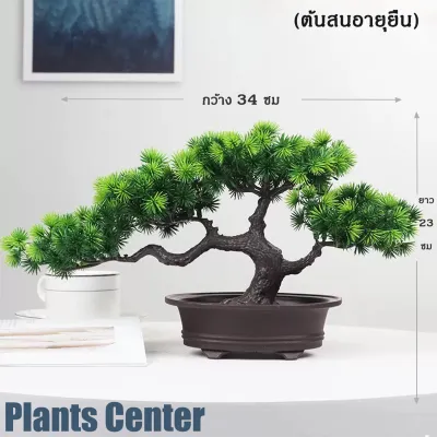 Plants Center พร้อมส่ง P018 ต้นบอนไซเทียม ต้นสนมงคล พร้อมกระถาง ต้นไม้มงคล ต้นไม้ตกแต่งบ้าน แต่งสวน
