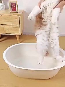 Cat Steam Brush 3 in 1 Steam