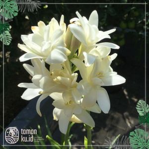 Tanaman Hias Bunga Sedap Malam