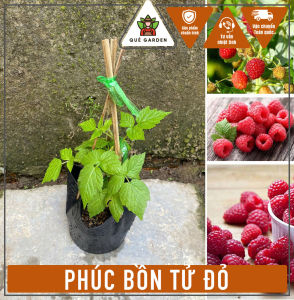 Cây Phúc Bồn Tử Đỏ (Mâm Xôi Đỏ) - Tổng thể tầm 20-30 cm - Chịu nắng tốt và dễ chăm!