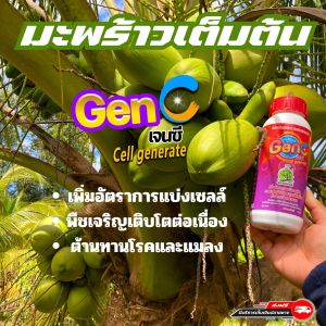 ต้านทานโรคและแมลง เพิ่มปริมาณเซลล์ในช่วงการเจริญเติบโตทุกช่วงอายุพืช ไคโตซานพืช GenC 1 ขวด ผลิตภัณฑ์ดูแลพืชสวน เพิ่มอัตราการแบ่งเซลล์พืช