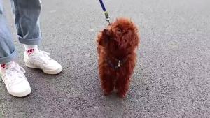 Cat dog Rain boots Monkey design waterproof