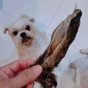 1 ชิ้น หูกระต่ายอบแห้ง ซื้อ 1 แถมฟรี หูกระต่ายอบแห้ง 1 ชิ้น, ขนมหมาสุดฮิต สำหรับสุนัขและแมว