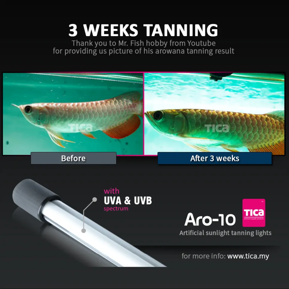 Tica Aro-10 white 13000k (88cm) arowana tanning light | Lazada