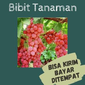 Bibit Anggur Bibit Anggur Merah // Bibit Anggur Red Master Kualitas Super
