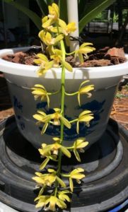 Kiếm Phan trí tự thụ size cây giống