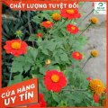 🍀50H_HẠT GIỐNG HOA CÚC SƠN QUỲ/DÃ QUỲ ĐỎ🍀. 