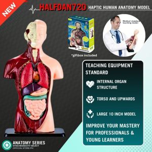 XCFASHION Human Anatomy Model - 8 Pcs Removable Human Body Model Science Learning & Medical Study