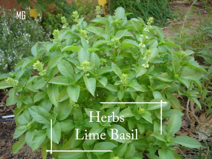 Lime Basil seeds 50 seed Taste So Lime Pot Friendly 50