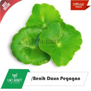 ( 5 Butir ) Benih Biji Daun Pegagan | Antanan | Daun Kaki Kuda | Centella Asiatica