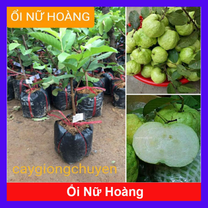 Cây Giống Ổi Nữ Hoàng - cây ăn quả