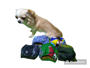 Washable Belly diaper for male furbabies