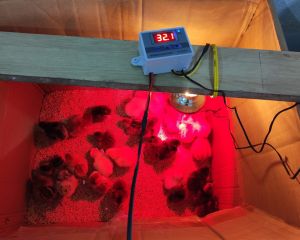 Bộ úm gà tự động điều chỉnh nhiệt độ cho gia súc gia cầm