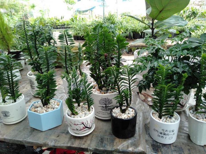 Cây chân rết chậu sứ để bàn