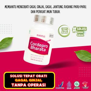 Cordepro Bharata-obat untuk kencing batu-Batu ginjal-Batu empedu