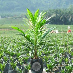 ต้นกล้าปาล์ม ยูนิวานิช กล้าแท้100% ⭐⭐⭐⭐⭐ โทร 080 9738042