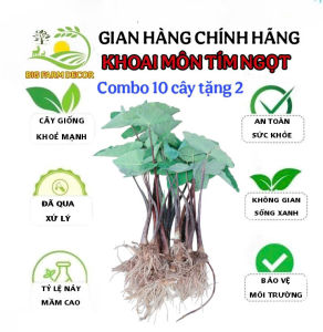 combo 10 cây khoai môn tím ngọt giống