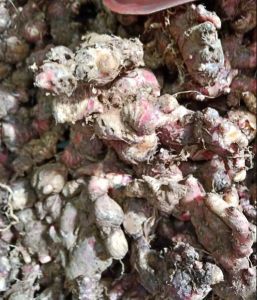 1 kg Jahe Merah Segar / Jahe Merah Alami / Natural Fresh Red Ginger