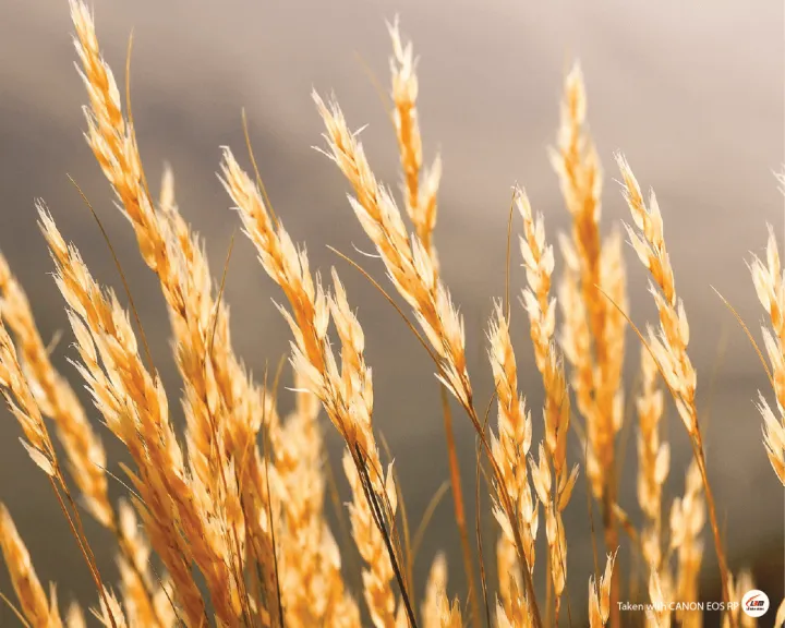 %5Bvoucher%209%25%20max%201,5tr%5D%5BGIFT-%20%C4%90%E1%BB%93ng%20H%E1%BB%93%5D%20M%C3%A1y%20%E1%BA%A3nh%20Canon%20EOS%20RP%20Body%20%20-%20Ch%C3%ADnh%20H%C3%A3ng%20L%C3%AA%20B%E1%BA%A3o%20Minh%20-%20Image%207