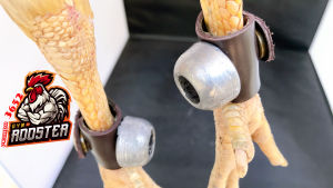 Tạ tập lực dùng cho gà chọi gà đòn