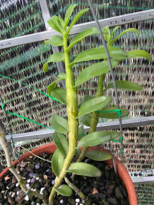 Lan%20phi%20%C4%91i%E1%BB%87p%20%C4%91%E1%BB%99t%20bi%E1%BA%BFn%205%20C%C3%81NH%20TR%E1%BA%AENG%20B%E1%BA%A2O%20DUY%20-%20Image%208