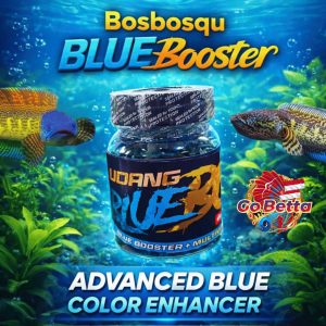 🇸🇬 Fish Food Blue Shrimp Daily Feed for Channa with Multivitamin | Natural Nutrition Color Boost Blue Pigment Enhancement Growth Support for Maru Auranti Limbata | Predator Fish Food Premium Daily Supplement