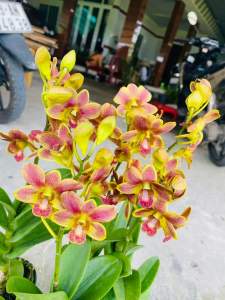 HOA LAN NẮNG CAM MỸ