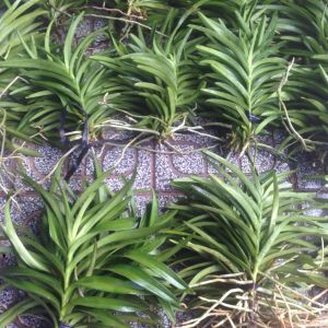 Combo 6 cây Lan Giống Mokara màu ĐỏVàngTímHồngCamTrắng cây cao 20-30 cm