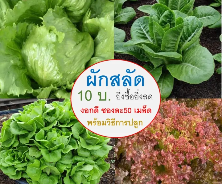 เมล็ดพันธุ์ผักสลัดรวม 50 เมล็ด งอก 85%