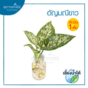 อัญมณีขาว(จำนวน 1 ต้น)สามารถเลี้ยงน้ำได้💧ต้นไม้ฟอกอากาศ ต้นไม้มงคล ต้นไม้น้ำ ต้นไม้