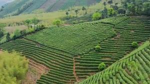 4 Can Chinese Tea 4大茗茶 原产地中国茶叶 (金骏眉,铁观音,大红袍,小种红茶罐装 500g)Oolong Tea Black Tea