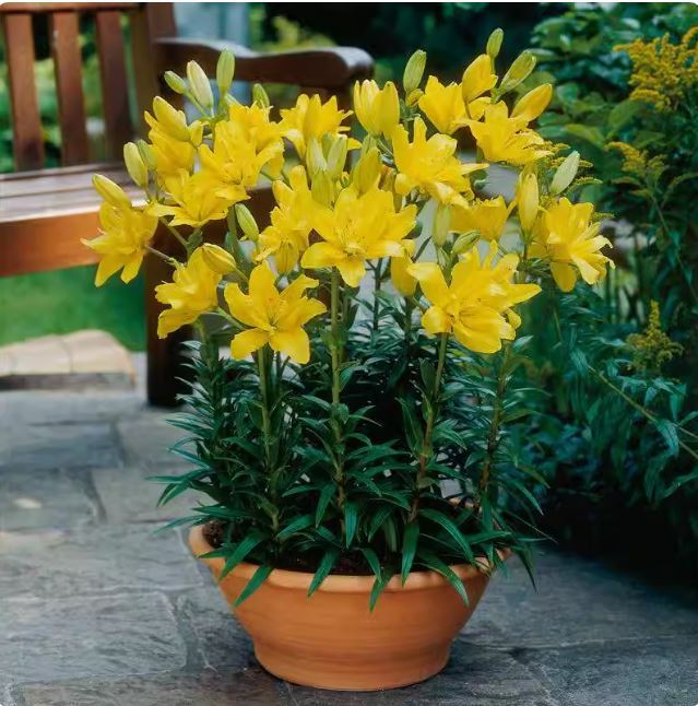 B%E1%BB%99%205%20c%E1%BB%A7%20gi%E1%BB%91ng%20hoa%20ly%20l%C3%B9n%20hoa%20m%C3%A0u%20v%C3%A0ng%20-%20Image%201