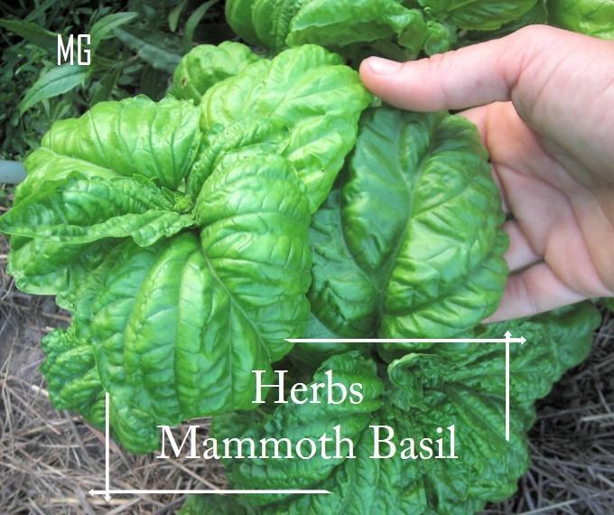 *Edible* Sweet Mammoth Basil Herbs seeds 100 seed *Pot Friendly*Leaf